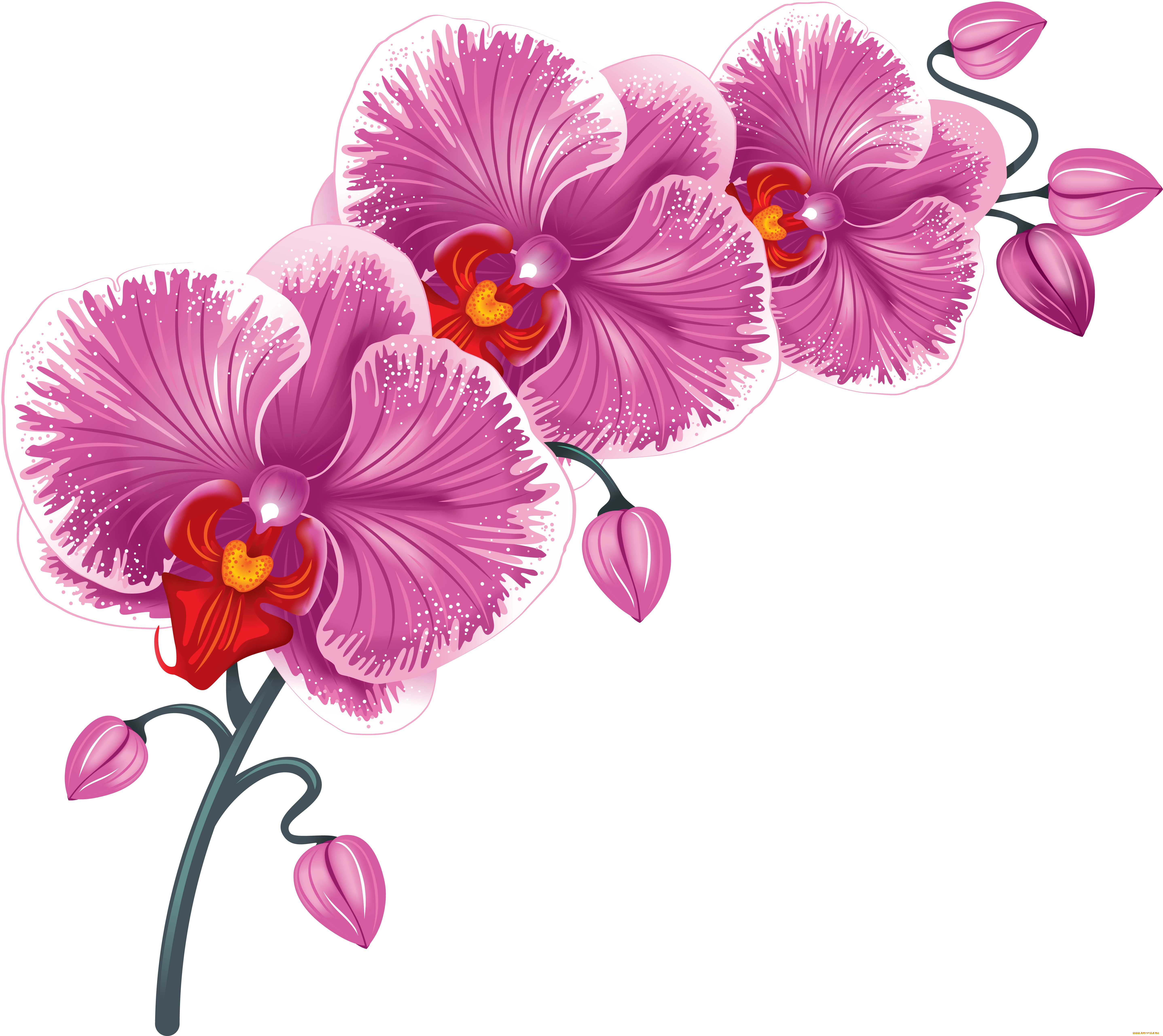  ,  , flowers, 